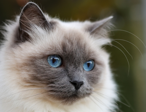 Stärk kattens mage – stöd för en balanserad mage och tarmflora